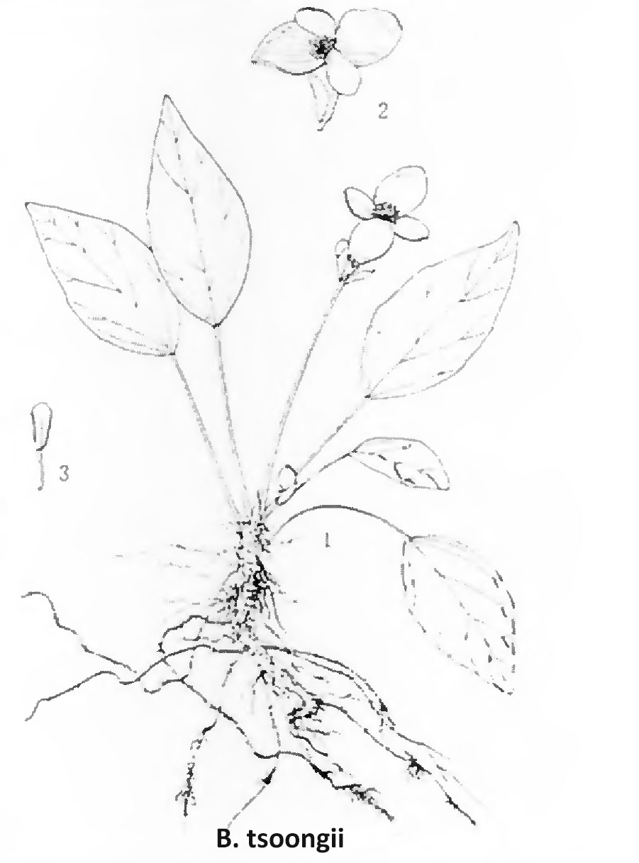 B. tsoongii